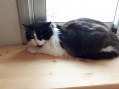 Boris (8)
